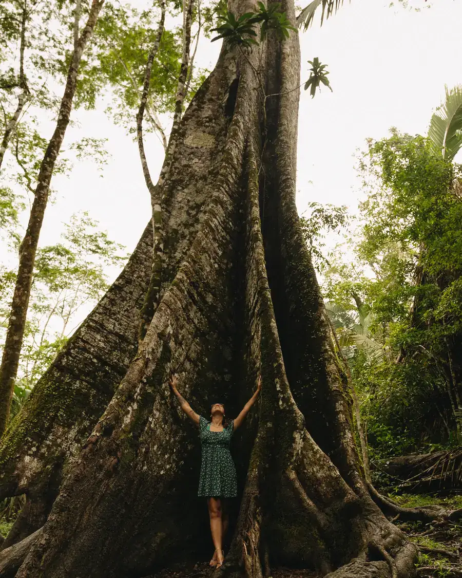 Participante diante de uma árvore gigante na floresta amazônica