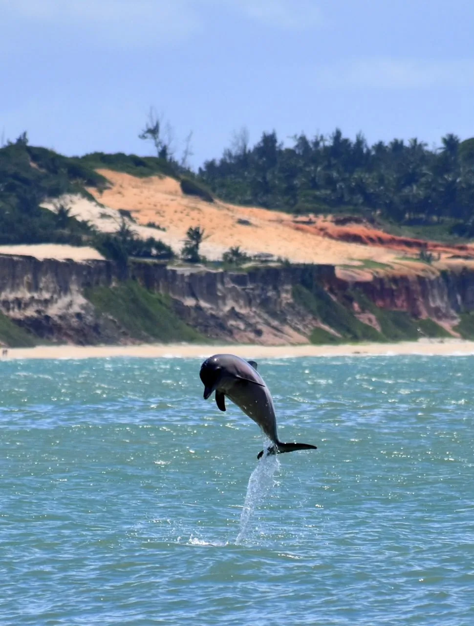 Golfinho diante das falésias de Pipa